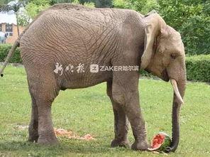 2022娱乐圈吃瓜乱象,揭秘吃瓜乱象背后的真相与反思  第3张